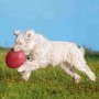Trixie - Dysk (frisbee) dla psa, naturalna guma, pływający