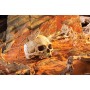 Exo Terra Kryjówka czaszka ludzka 11x9.5x14 cm