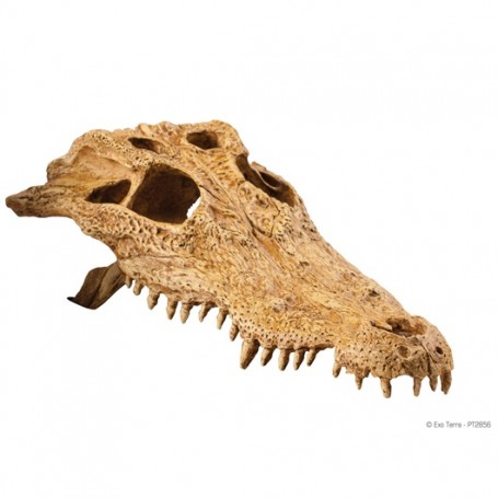 Exo Terra Kryjówka czaszka krokodyla 23x7.5x12 cm