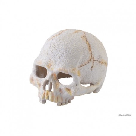Exo Terra Kryjówka czaszka ludzka mała 8x9x11.5 cm