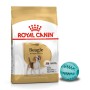 Royal Canin Dog Beagle Adult sucha karma dla psa + GRATIS